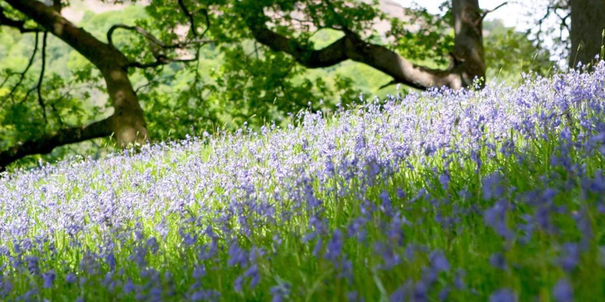 Brathay Hall - Brathay Trust Ambleside Εξωτερικό φωτογραφία